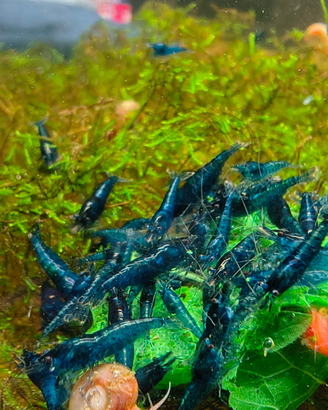 Gamberetti acquario