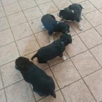 Cuccioli da tartufi/caccia bracco/segugio