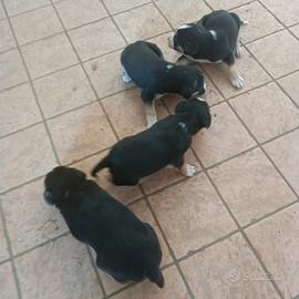 Cuccioli da tartufi/caccia bracco/segugio