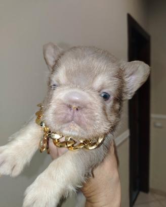 Bulldog francese femmina