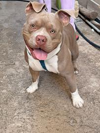 American bully