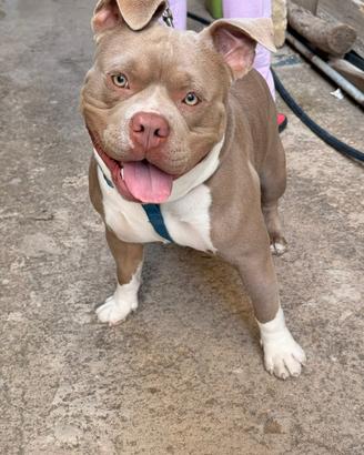American bully