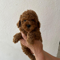 Barboncini Toy red con pedigree Enci