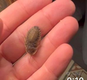 Colonia blatte dubia