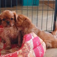 Cavalier king charles spaniel