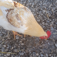 Polli per galline