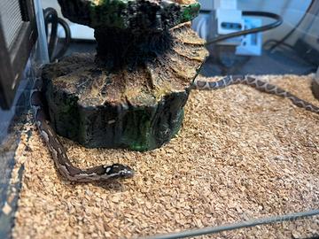 Pantherophis guttatus