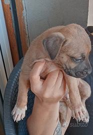 Pitbull