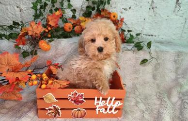 Barboncino Maltese Mony toy maschietto