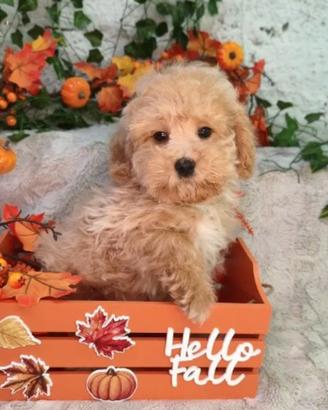 Barboncino Maltese Mony toy maschietto