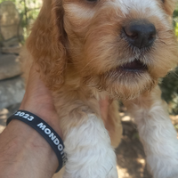 Cuccioli incrocio lagotto x coker