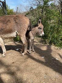 Asini piccola taglia