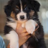 Cuccioli australian shepherd/pastore australiano