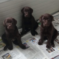 Cuccioli di labrador