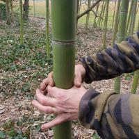 Canne di bambù Italiane Bamboo giganti diametro de