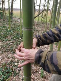 Canne di bambù Italiane Bamboo giganti diametro de