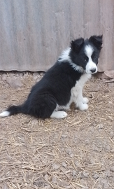 Border collie