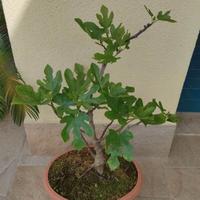 Fico - Bonsai