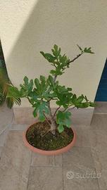 Fico - Bonsai