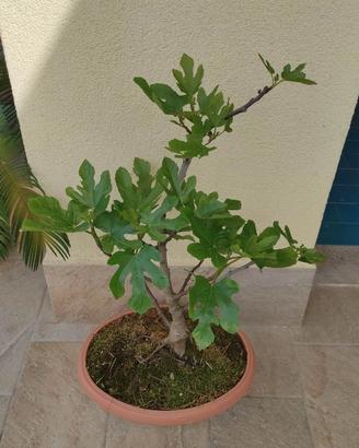 Fico - Bonsai