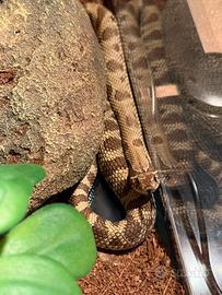 Nasicus + Terrario