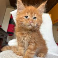 Cucciolo di Maine Coon Red