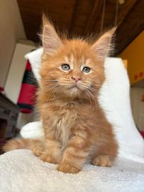 Cucciolo di Maine Coon Red