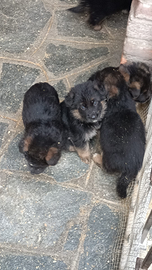 Pastore tedesco cuccioli