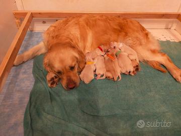 Golden Retriever Cuccioli