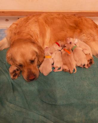 Golden Retriever Cuccioli