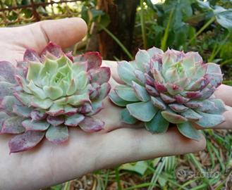 Echeveria Christmas Ball pianta grassa 