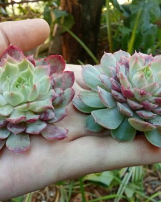 Echeveria Christmas Ball pianta grassa 