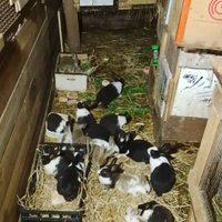 Conigli d'allevamento