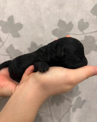 Barboncino Toy con pedigree