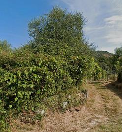 Terreno agricolo  e bosco