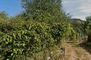 Terreno agricolo  e bosco