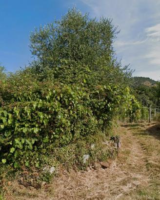 Terreno agricolo  e bosco