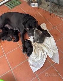 Cuccioli di cane corso