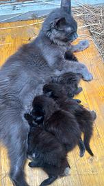 Cuccioli di maine coon manto nero