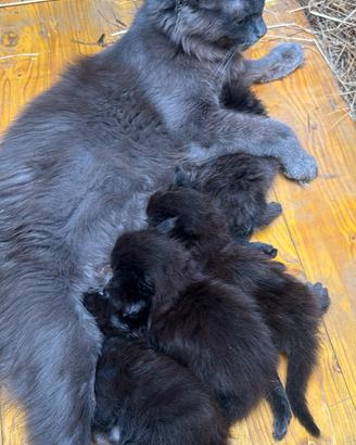 Cuccioli di maine coon manto nero