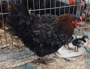 Galline Marans