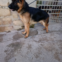 Cucciolone
