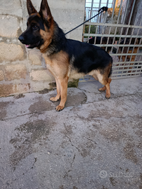 Cucciolone