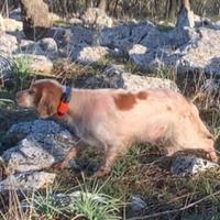 Setter inglese radenti's