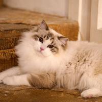 Seal lynx bicolor per riproduzione