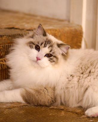 Seal lynx bicolor per riproduzione