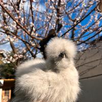 Gallina Moroseta