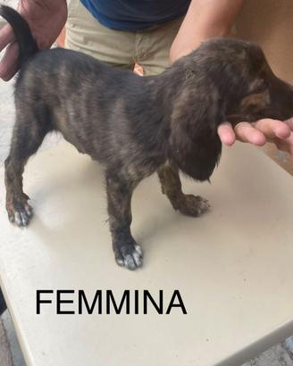 Cuccioli di segugio maremmano