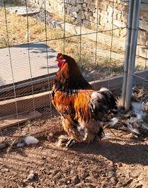 gallo