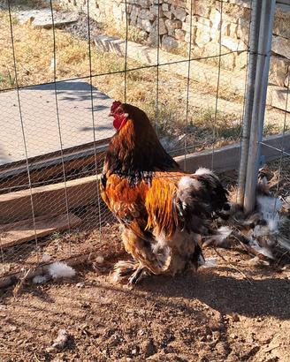 gallo